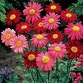 Chrysanthemum coccinium